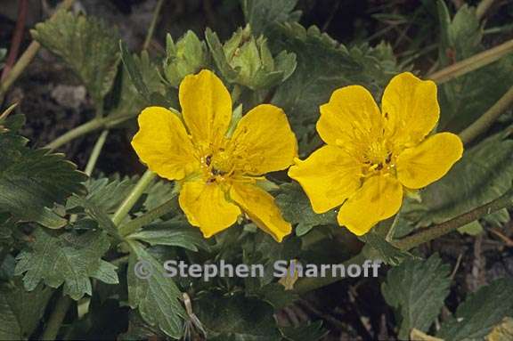 potentilla gracilis 2 graphic